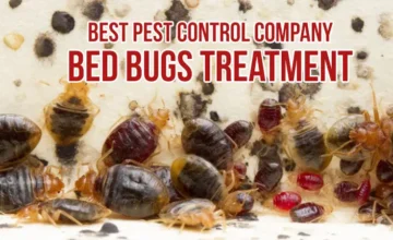 bed bug extermination in Pickering