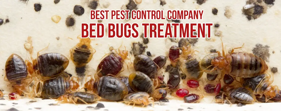 bed bug extermination in Pickering