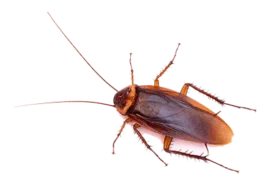 Cockroach Extermination in Pickering