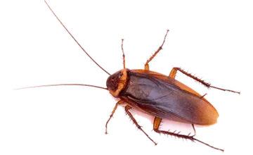 Cockroach Extermination in Pickering