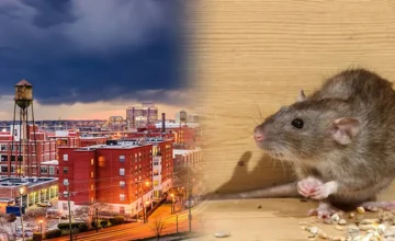 rat-treatment-in-richmond-hill
