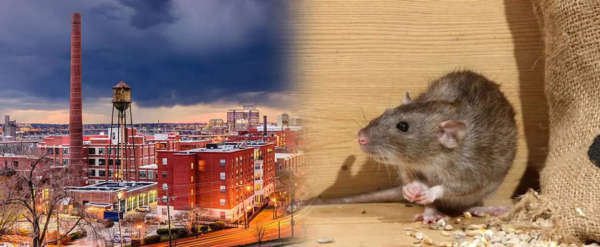 rat-treatment-in-richmond-hill