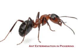 Ant Extermination in Pickering