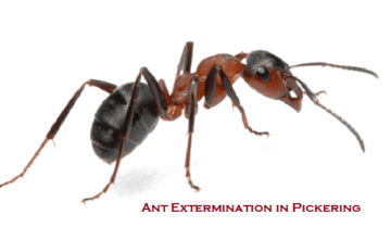 Ant Extermination in Pickering