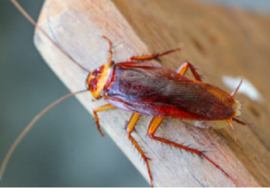 Cockroach extermination in Pickering