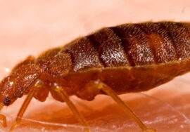 Fleas and Mites Extermination in Pickering