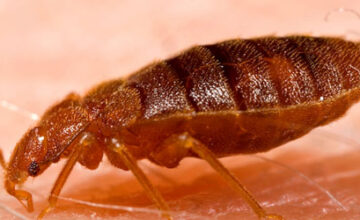 Fleas and Mites Extermination in Pickering