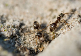 ant extermination services in Pickering