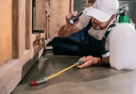 Professional Bed Bug Removal Services in Oshawa & Ajax