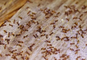 Need removal services in Oshawa? Same-day, affordable junk and debris removal from certified professionals. Call now for quick service!