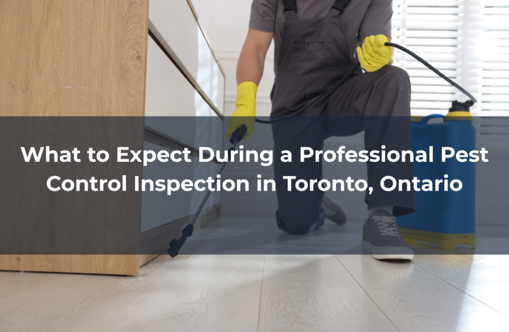 Pest Control Inspection in Toronto