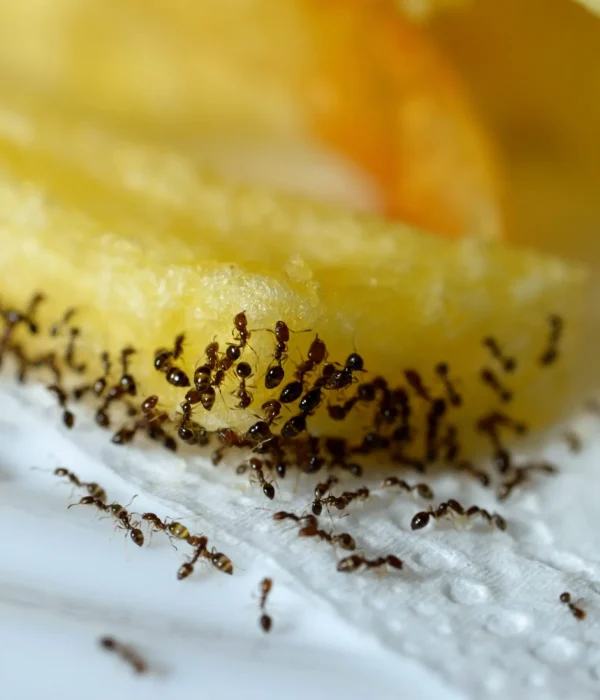 ants-on-food-scaled